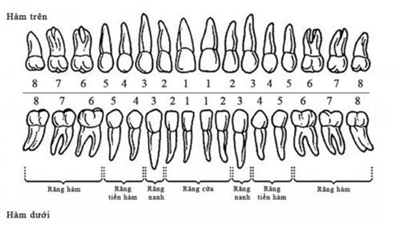 Điều Gì Tác Động Tới Khả Năng Nhai Của Răng?
