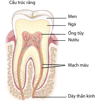 Tầm Quan Trọng Của Tủy Răng Với Sức Khỏe Răng Miệng
