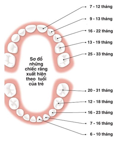 Tìm hiểu về quy trình mọc răng